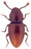 Merophysia formicaria